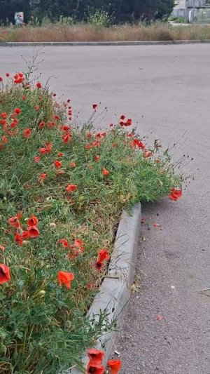 Маки в Севастополе