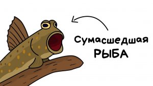 Ты — илистый прыгун (и это вся твоя жизнь)