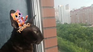 ЛЮБИМКА ТОМАС НИКОГДА ЛИШНИЙ РАЗ ДАЖЕ . МЯУ😼😻😻 НЕ УСЛЫШАТЬ. ТОЛЬКО ПО ДЕЛУ.
