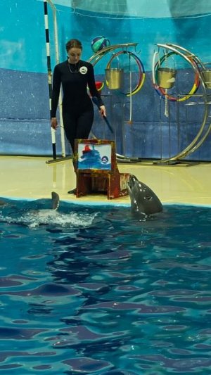 Дельфин - мой друг художник и поэт. Большой Сочинский Дельфинарий.