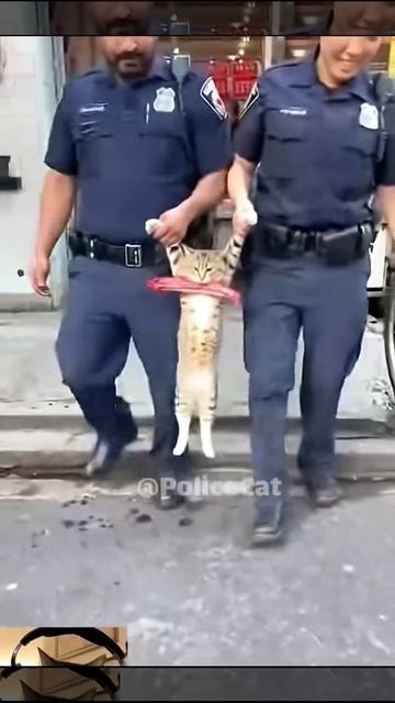 Пойман с поличным, на горячем попался