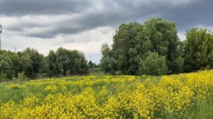 свербига восточная