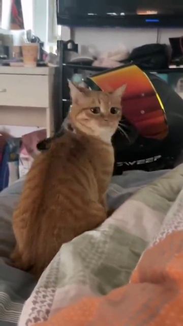 Да где же он