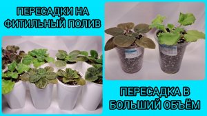 Пересадки фиалок на фитильный полив. Пересадка деток в больший объём.