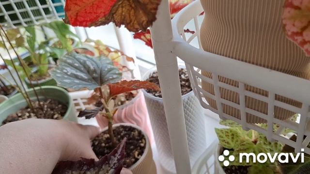 ЦВЕТОЧНЫЕ НОВОСТИ.КОМНАТНЫЕ РАСТЕНИЯ(ЦВЕТЫ). смотреть онлайн