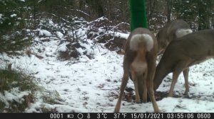 Видео от Красноярская тайга. Фотоловушки