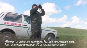 Специалисты Экоохотнадзора подсчитывают сурков-байбаков в Алексеевском округе