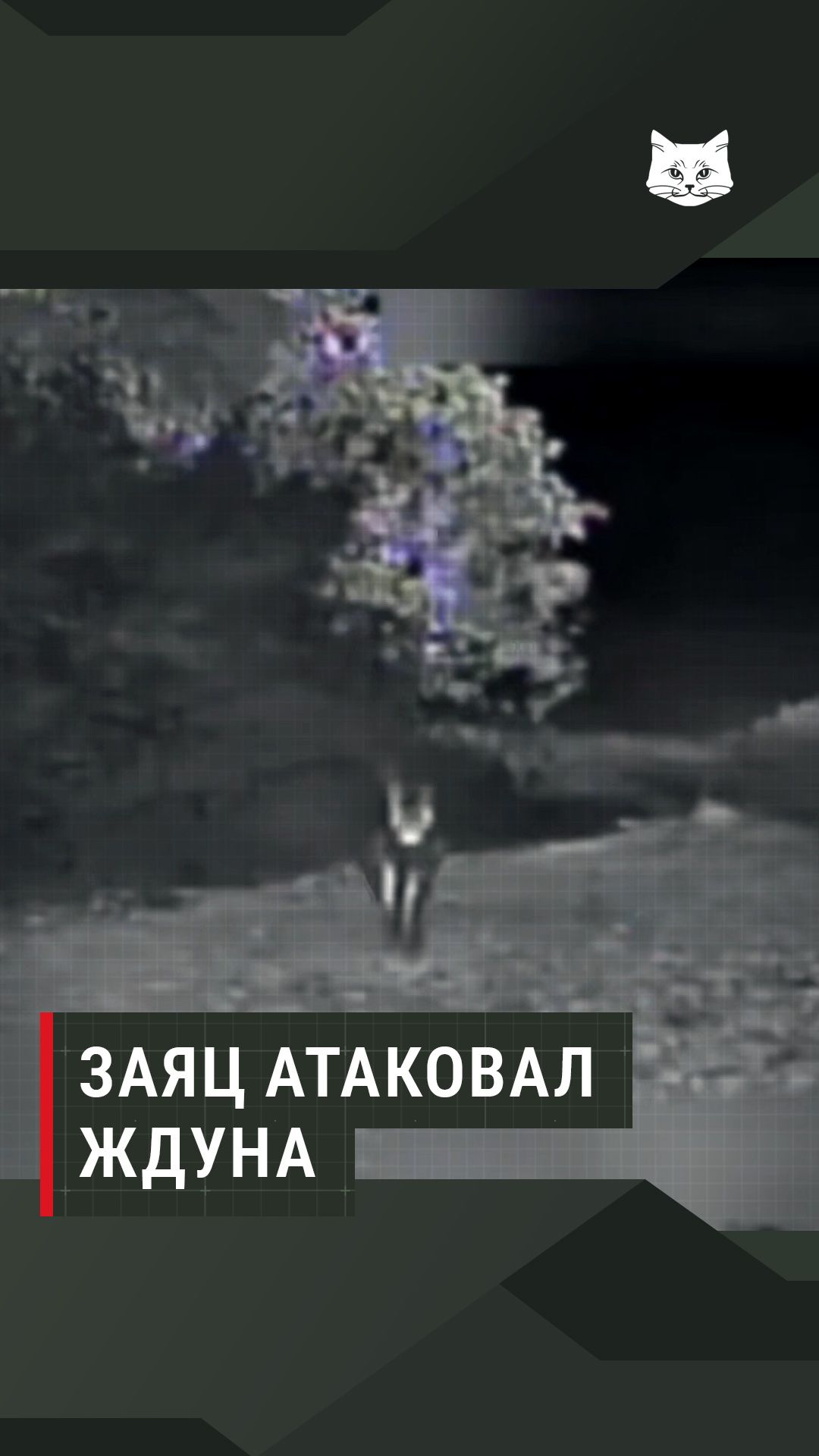 Заяц атаковал FPV-ждуна