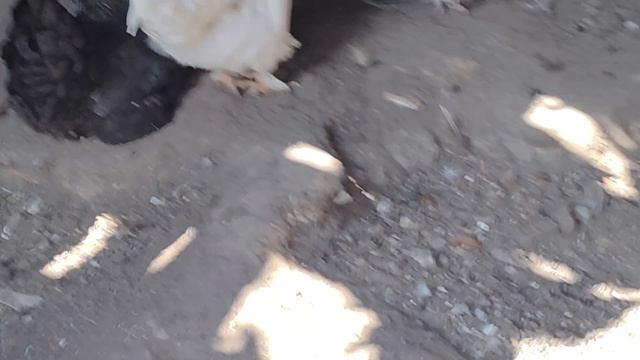 школа курянска смотреть онлайн