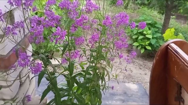 01-06-2026 Неприхотливая фиалка 