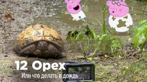 Нормальные люди в ливень сидят дома
