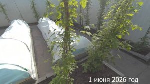 7 соток. Работа в малиннике и клубничнике. Хроника 1 июня 2026 год