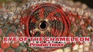 Eye of the Chameleon Productions (2006)