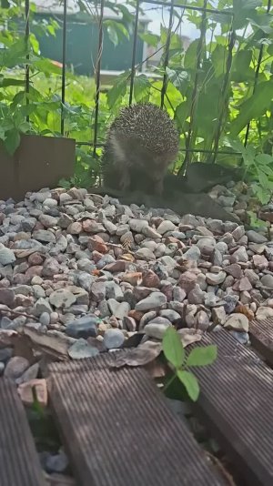 Спасение ежика ч.1🦔❤️