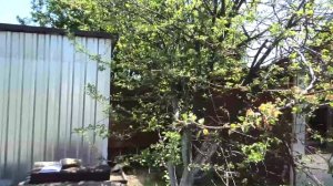 В этом сезоне яблок не будет