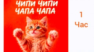Чип и чип и часа чапа слушать 1 час | Chipi Chipi Chapa Chapa listen 1 hour