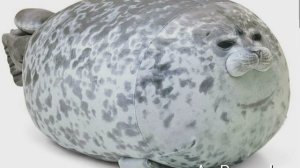 Нерпа 🐟🐋🐳🐬
