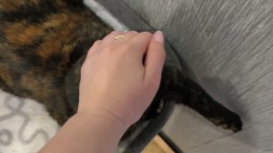 лежбище котиков