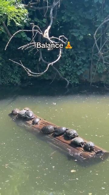 Баланс