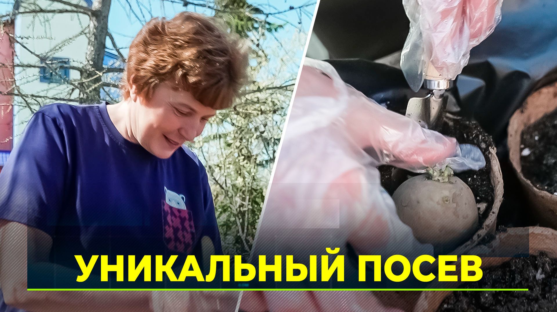 Во всём мире отметили Международный день картофеля
