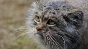 У манула Шу из Ленинградского зоопарка появились дети, четверо котят