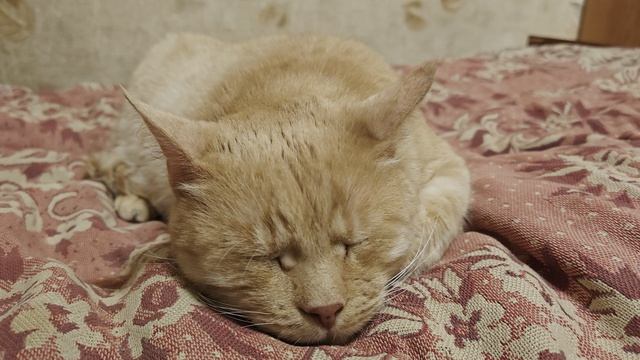 Рыжий кот спит. ч.13 смотреть онлайн
