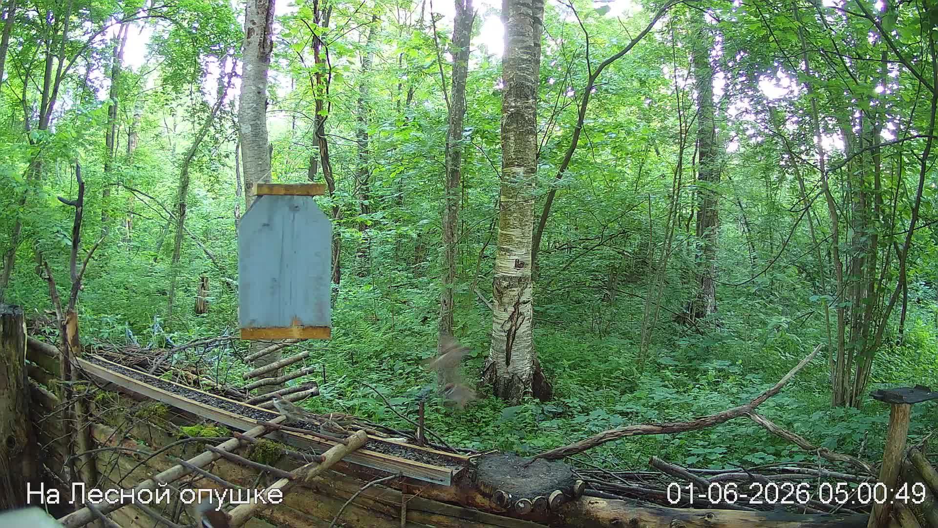 LIVE: На лесной опушке. Природа онлайн смотреть онлайн