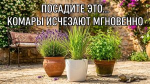 Посадите ЭТО у двери и комары исчезнут из вашего дома навсегда