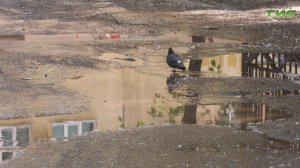 Депутат Виктор Воропаев проинспектировал дворы Промышленного района города Самары