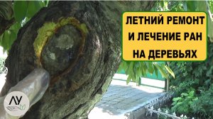 Лечение ран плодовых деревьев летом: спасаю большую рану на черешне шаг за шагом