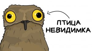 Ты — гигантский козодой (и это вся твоя жизнь)