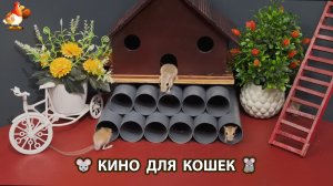 Видео для кошек про крысок развлекать питомцев 🐭🐀😂 (546)