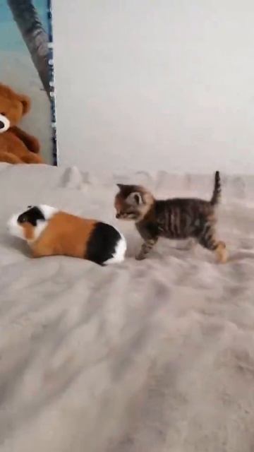 котик смотреть онлайн