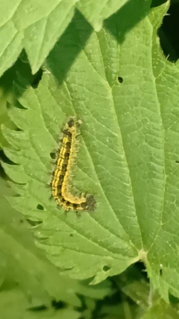 Гусеница бабочки крапивницы (Aglais urticae) — это насекомое, которое развивается на листьях крапивы смотреть онлайн