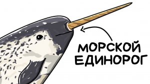 Ты — нарвал (и это вся твоя жизнь)