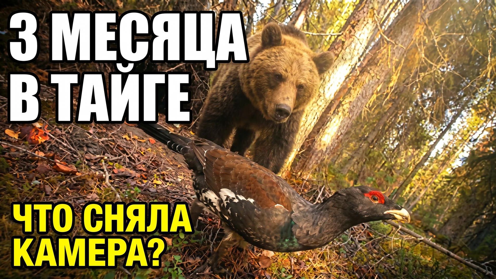 Я оставил фотоловушку в тайге на 3 месяца... вот что она сняла