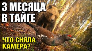 Я оставил фотоловушку в тайге на 3 месяца... вот что она сняла