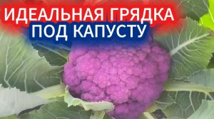 Идеальная грядка для капусты, как подготовить за минуту.