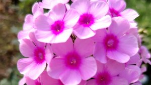 01-06-2026 ВОТ И ЛЕТО ПРИШЛО ☀️🌺🪻🌹