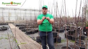 Подготовка плодовых саженцев к посадке.