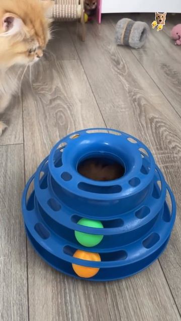 Игривые котята!😻Веселые котики. Коты хулиганы! Невероятные трюки! #кот #хулиган #трюк #смех #short