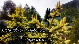 Остановись, мгновенье, ты прекрасно!! Красота без слов!⭐ 30.03.26г #сад #garden #дача