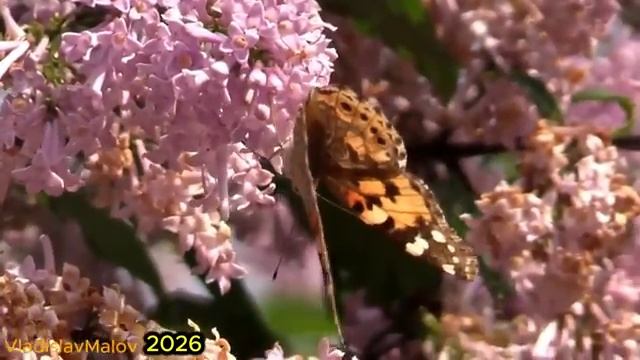 МАЙ Уходит ещё один наш май который не повторится никогда @VladislavMalou