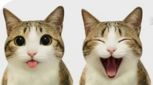 УРАААА ЛЕТОО. С 1 июня котята!