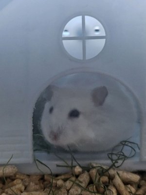 хомяки