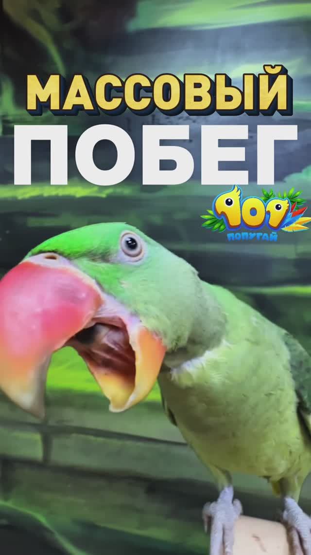 Первые птенцы 2026 года официально покинули свои гнезда! 🐣
