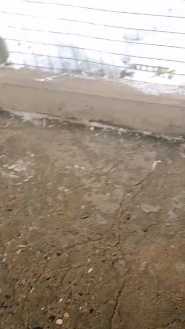 Полечили Джесси