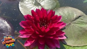 Нимфея Kilauea (Килауэа) кувшинка, waterlily, водные растения, пруд