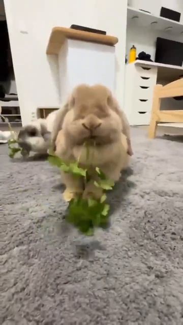 Смешное смотреть онлайн