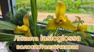 С первым днём лета!🌼Первое домашнее цветение ликасты!